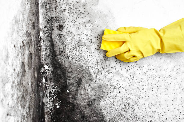Best Crawl Space Mold Removal  in Biggs, CA