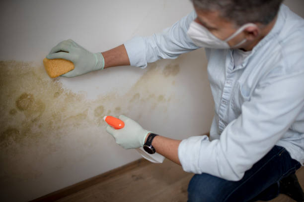 Best Mold Damage Repair  in Biggs, CA
