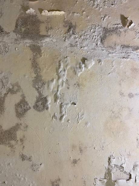 Best Mold Cleaning Services  in Biggs, CA